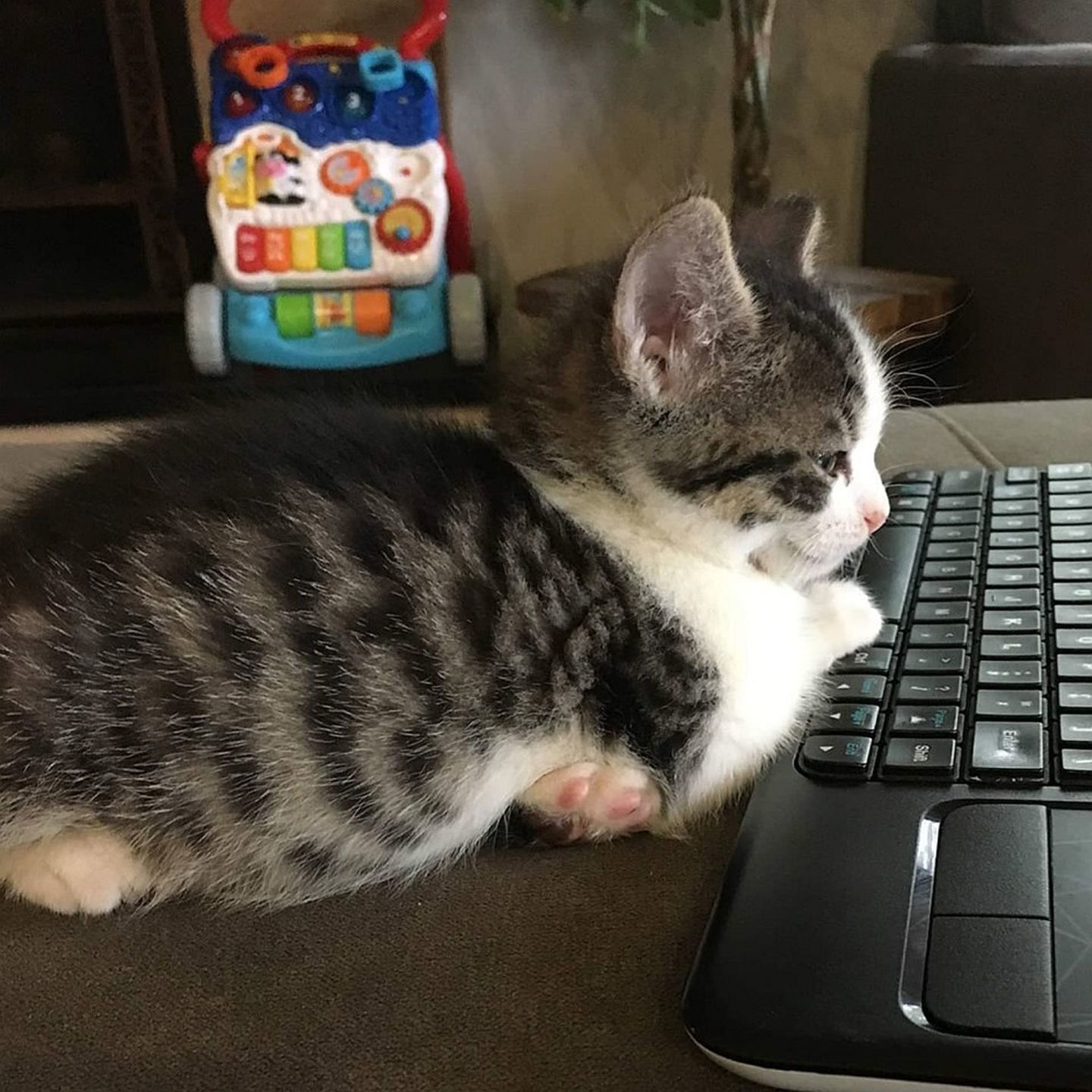 Adopt a Pet | Macadamia